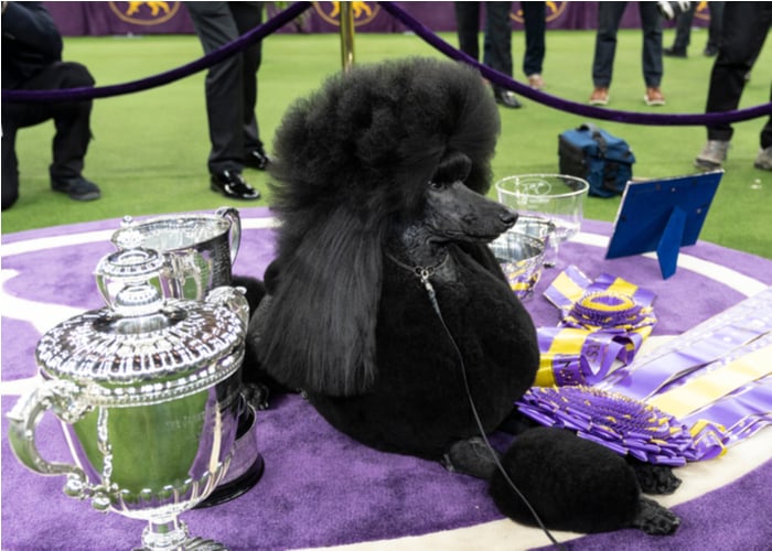 Dog with Best in Show award