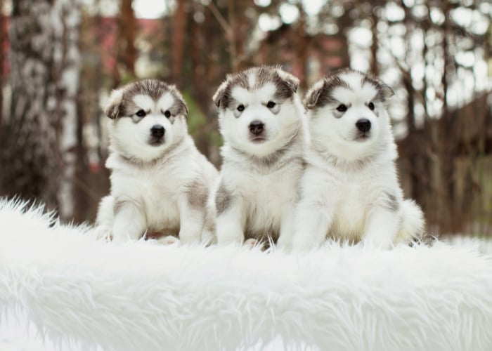 3 Alaskan Malamute Puppies - Purebred dog breed