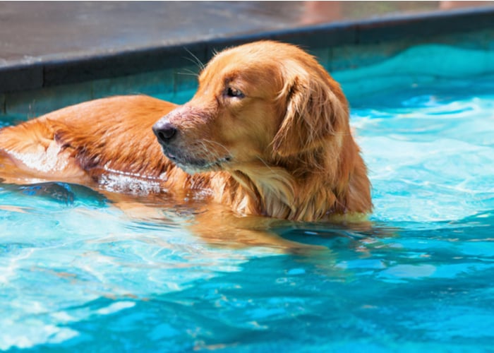 Dog cooling off during summer