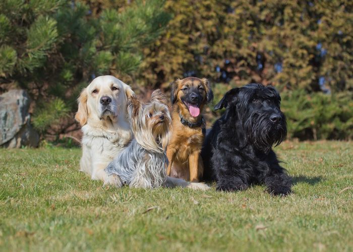 Dogs on a meadow