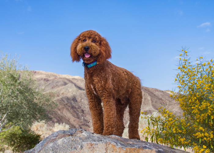 Mixed Dog Breed- Labradoodle