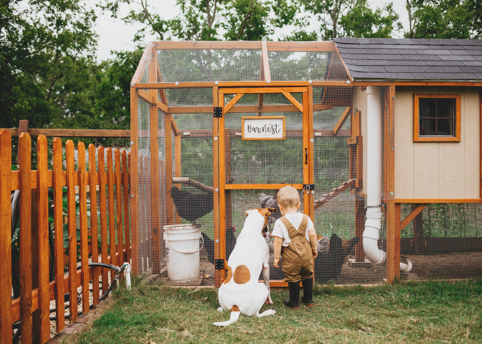 Dog and chicken's space needs