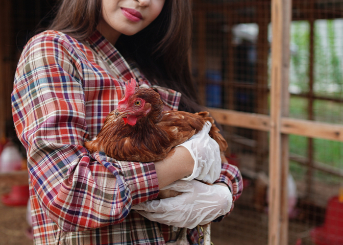 Preparing the chicken for the introduction