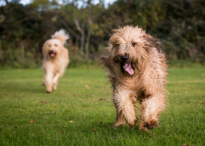 Mixed Breeds vs Purebred Dog Breeds Health