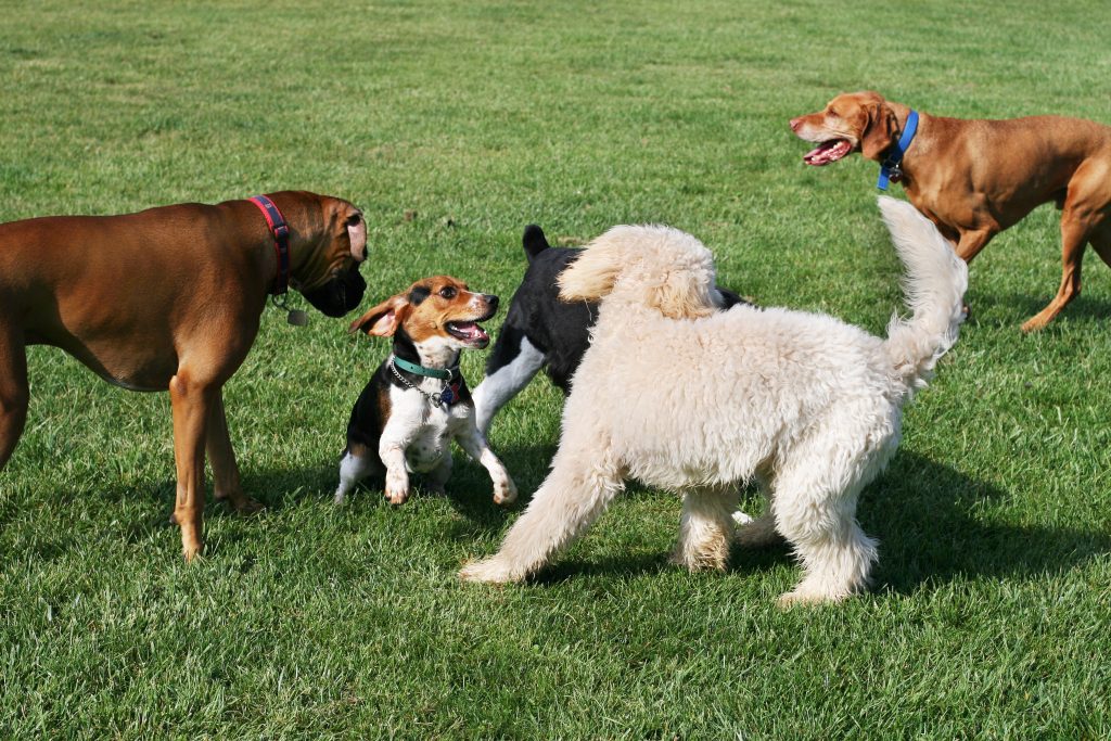 Caring for multiple dogs — how many is too many?