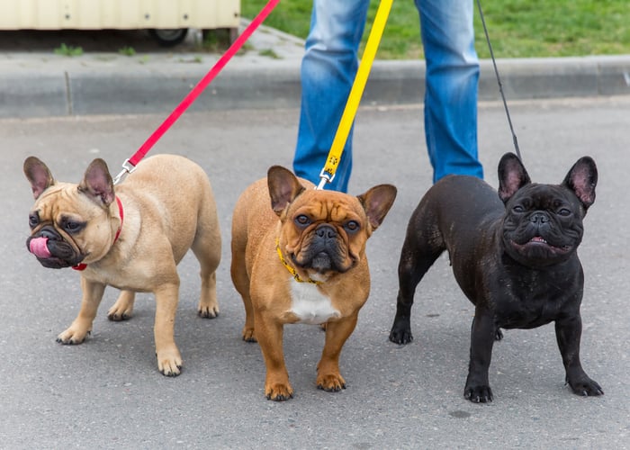 Flat-faced Short-muzzled French Bulldogs