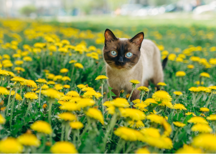 Beautiful Feline in a Meadow