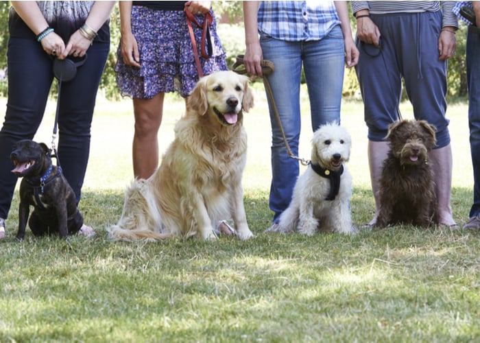 Dog handling class