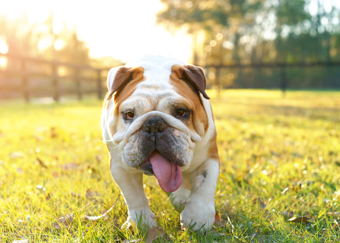 Care Tips for Dogs with Brachycephalic Syndrome