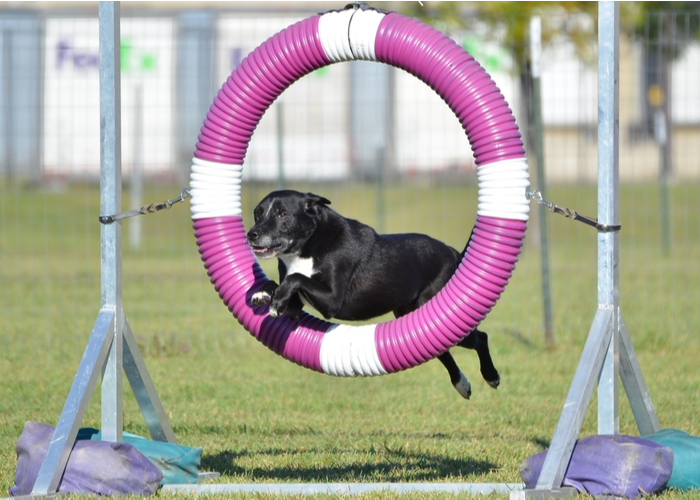 Mixed dog breed in an agility competition