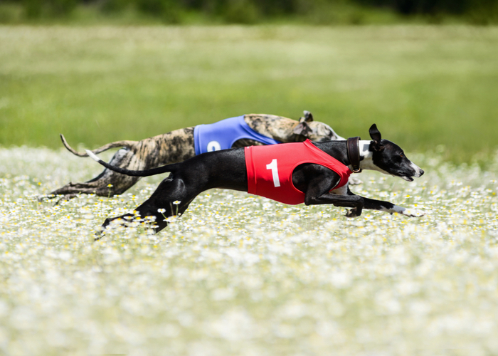 Two Purebred Greyhounds running