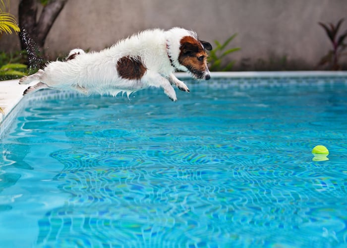 hyperactive dog jumping into the water