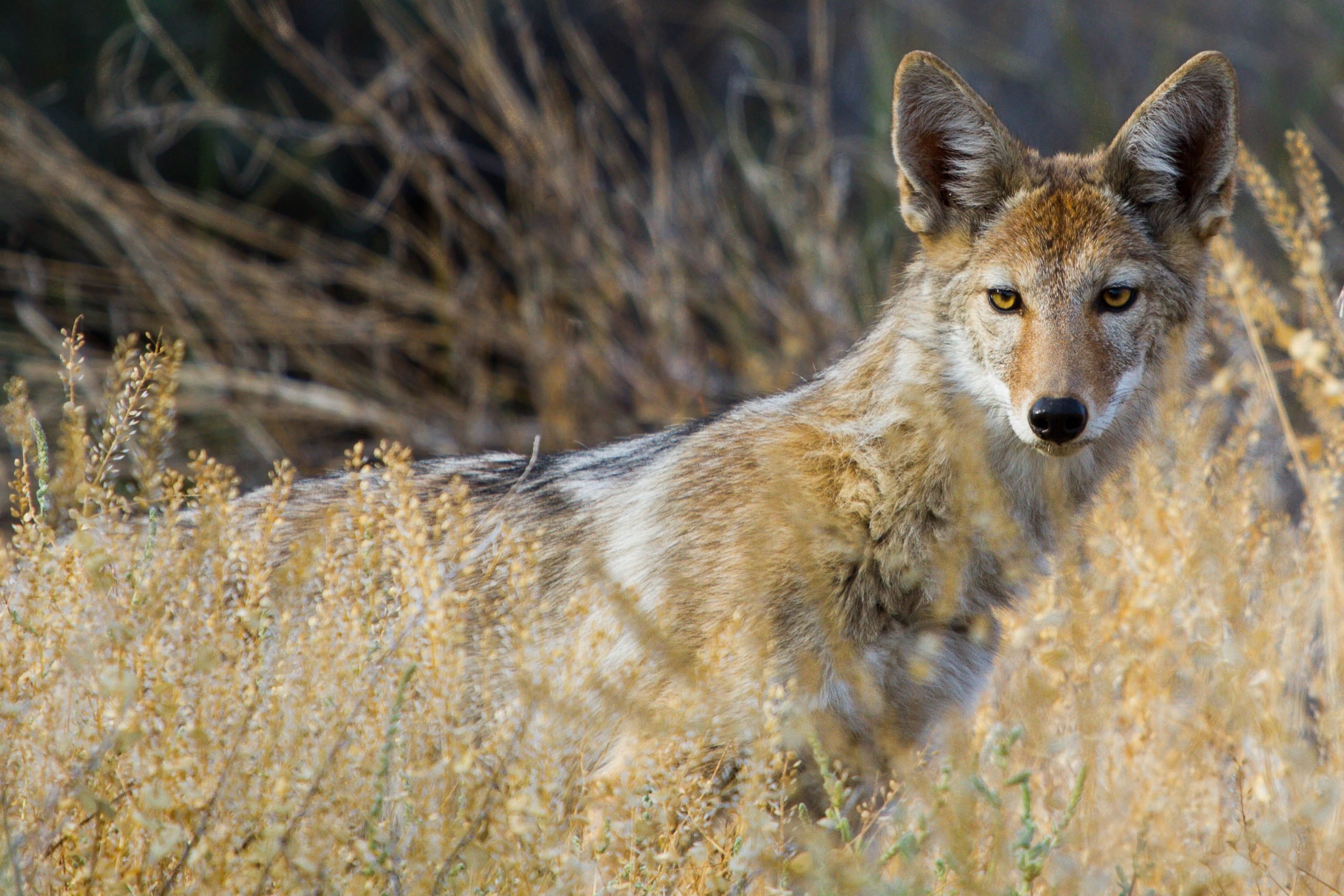 Investigative Coyote Attacks