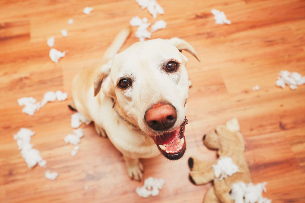 If Your Dog Destroys Someone’s Else’s Property, Own Up To It