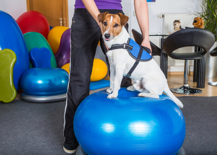 Dog undergoing rehab