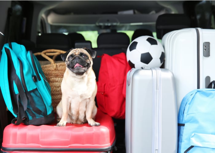 Tips for Traveling with Your Pet