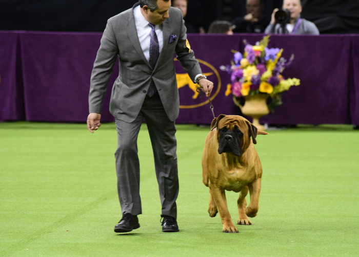 Purebred dog in a dog show