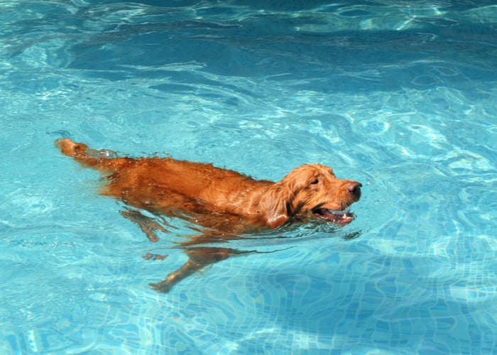 Dog exercising in a dog pool