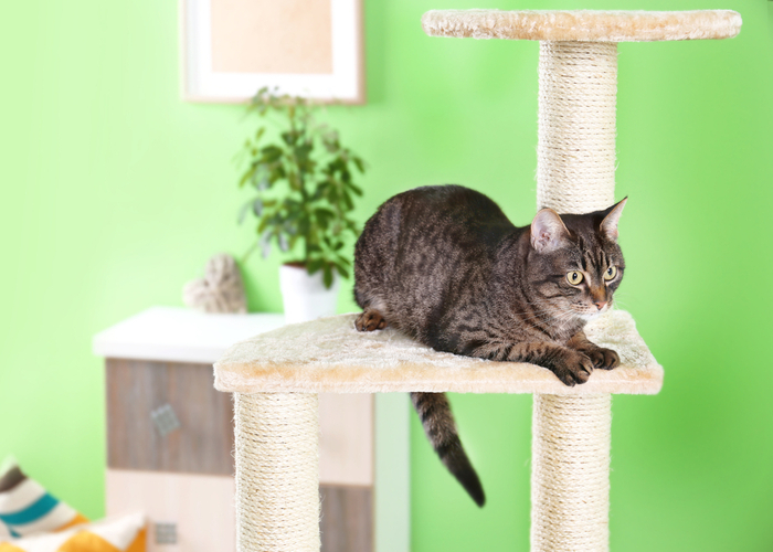 Cat sitting comfortably