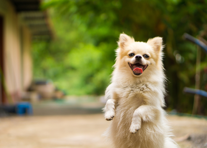 Fully-recovered Happy Dog