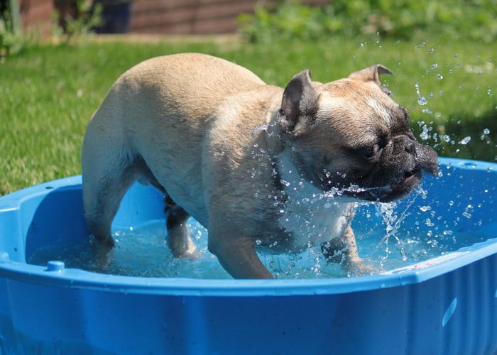 Pup shaking and enjoying water