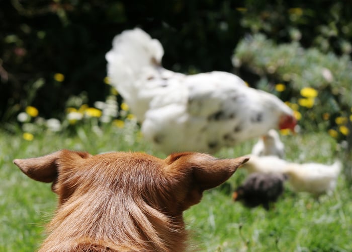 How to introduce dogs to your chickens - Step 2