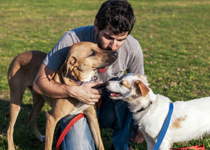 Mixed dog breed downside