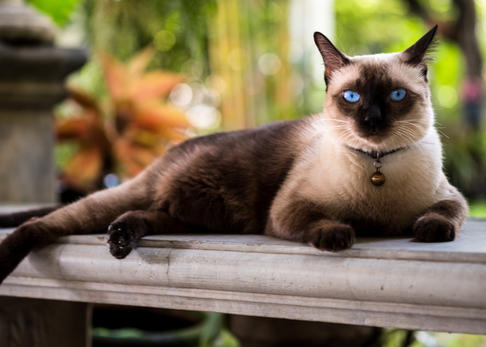 Pros and Cons of Siamese Cat 