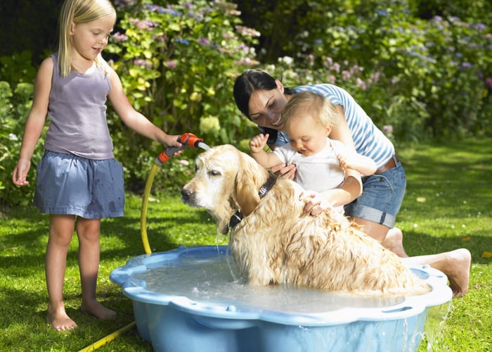 Dogs happily bathing 