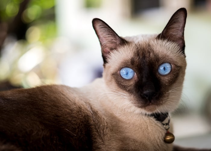 Traditional Siamese Cat's Appearance