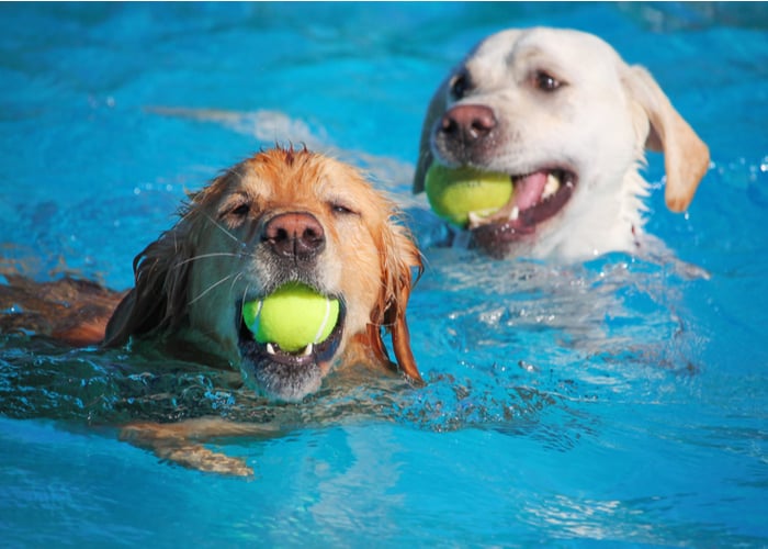 Dogs happily playing in the water