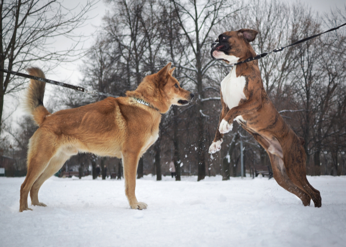 Flat-faced Boxer Dog Jumping