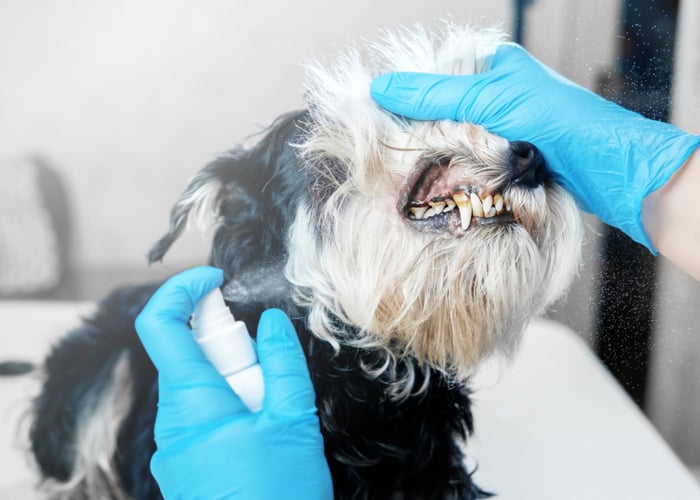 Why create a dog dental spray