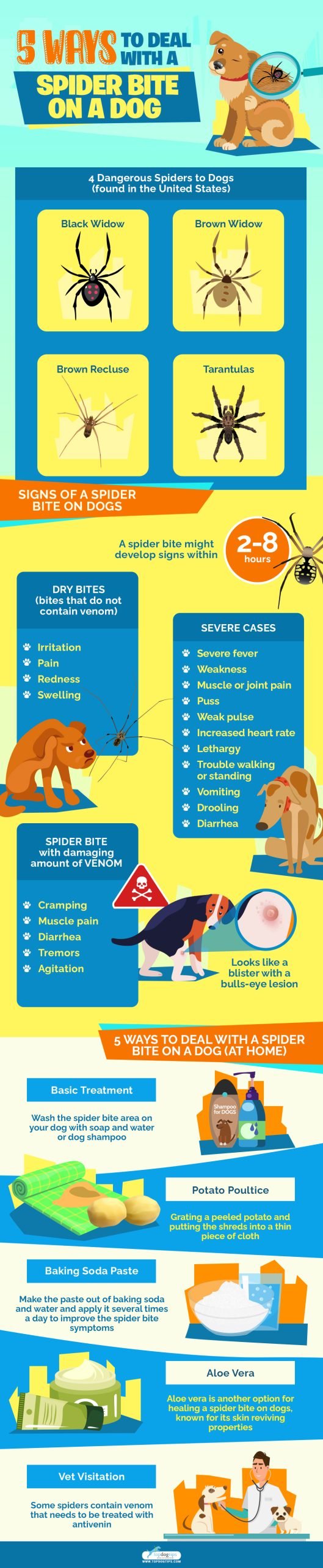  Spider Bite on a Dog