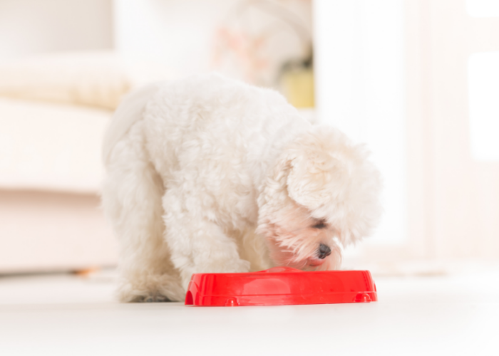 Adult Maltese Eating Maltese Dog Food