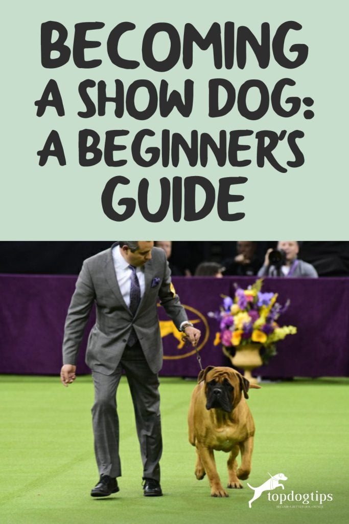 Becoming a Show Dog- A Beginner-s Guide