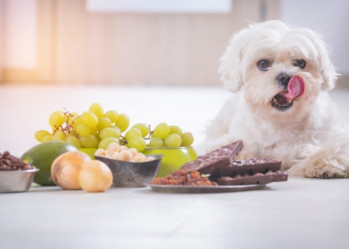 Maltese Dog Food: Maltese Dog with Different Dry and Wet Foods