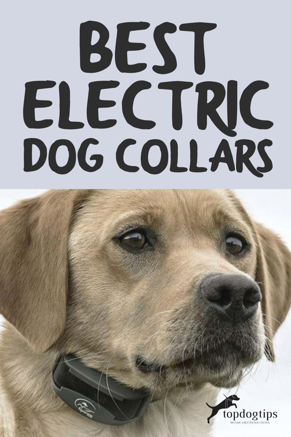 Best Electric Dog Collars