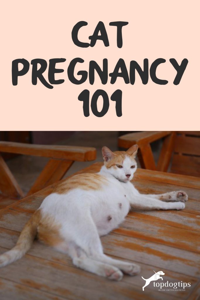 Cat Pregnancy