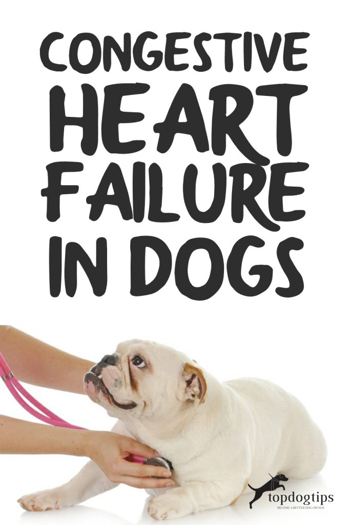 Congestive Heart Failure in Dogs