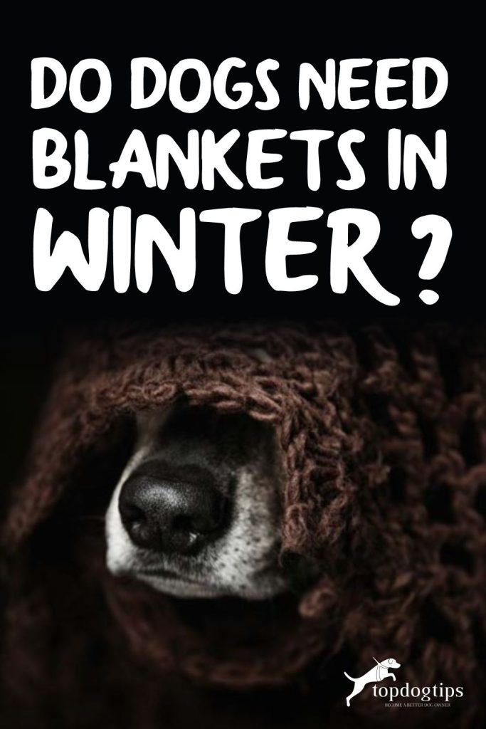 Dogs Need Blankets