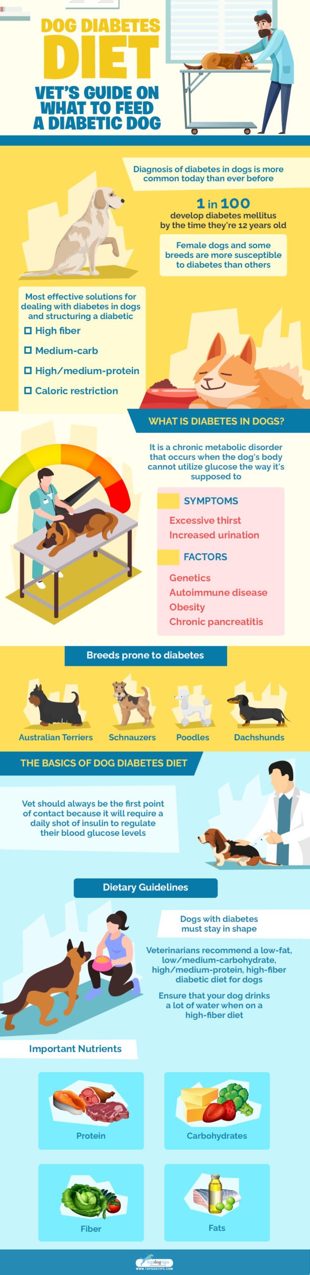 Dog Diabetes Diet: Vet's Guide on What to Feed a Diabetic Dog Infographic