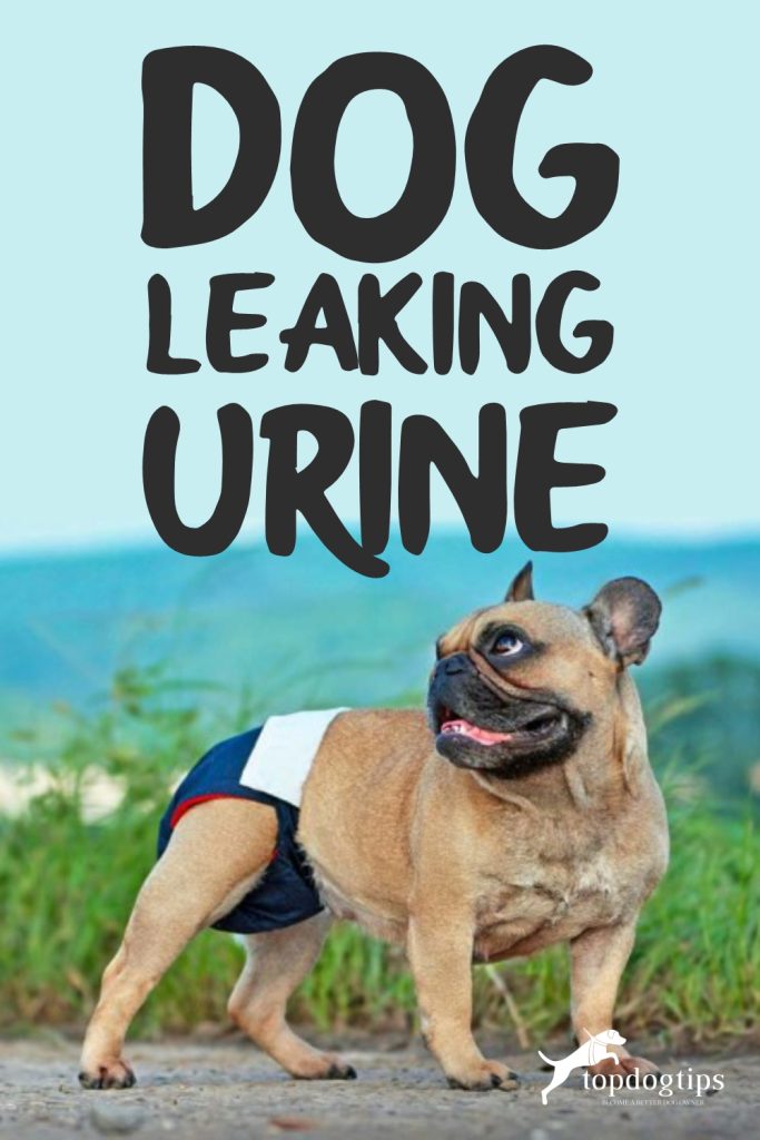 Dog Leaking Urine