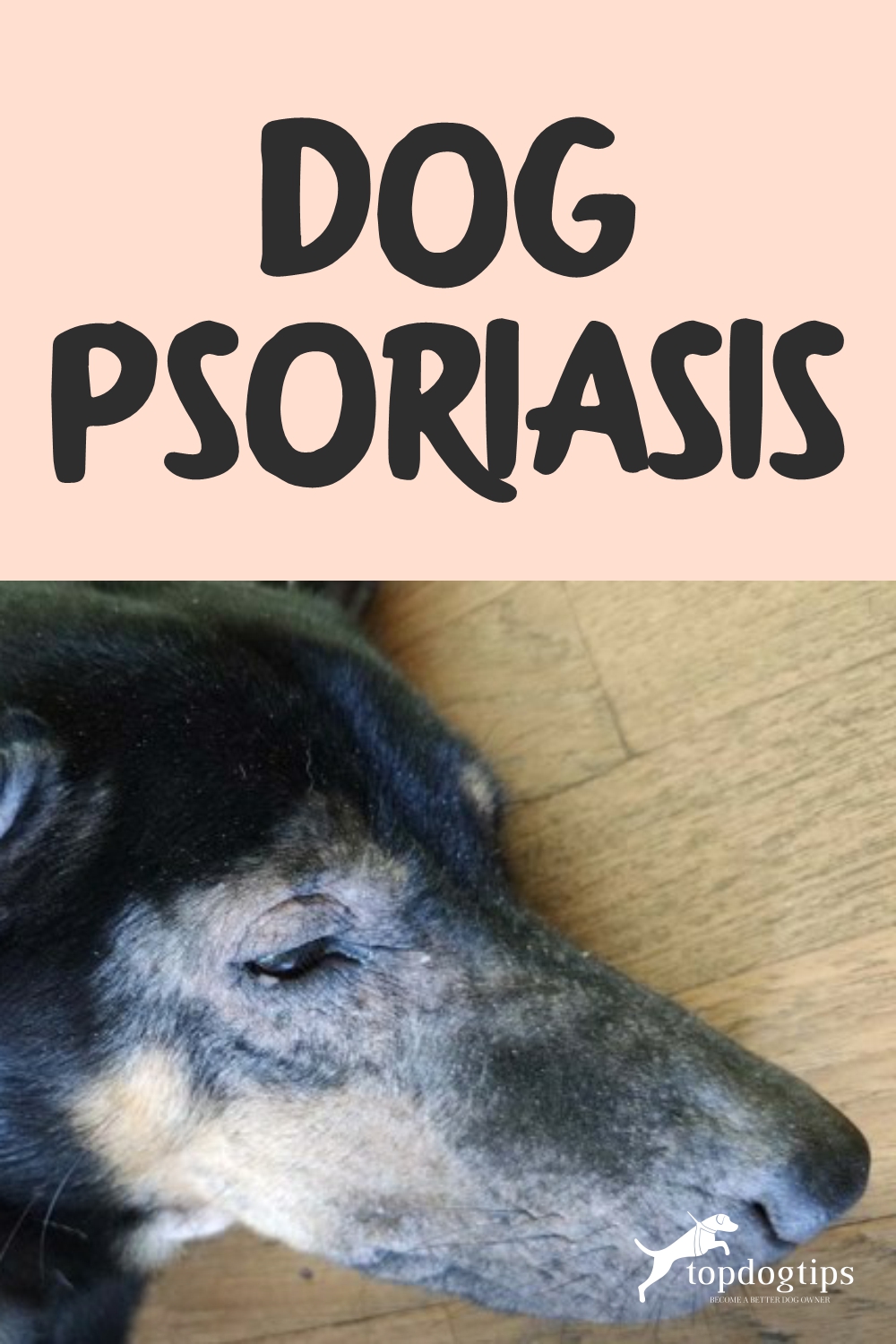 Dog Psoriasis