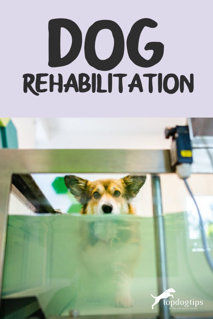 Dog Rehabilitation