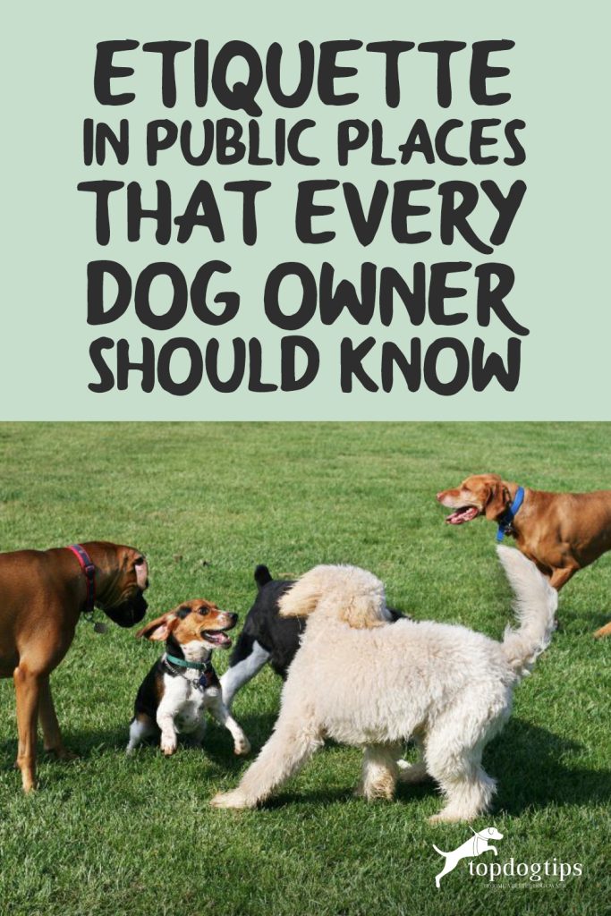 Etiquette in Public Places That Every Dog Owner Should Know