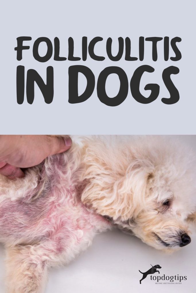 Folliculitis in Dogs