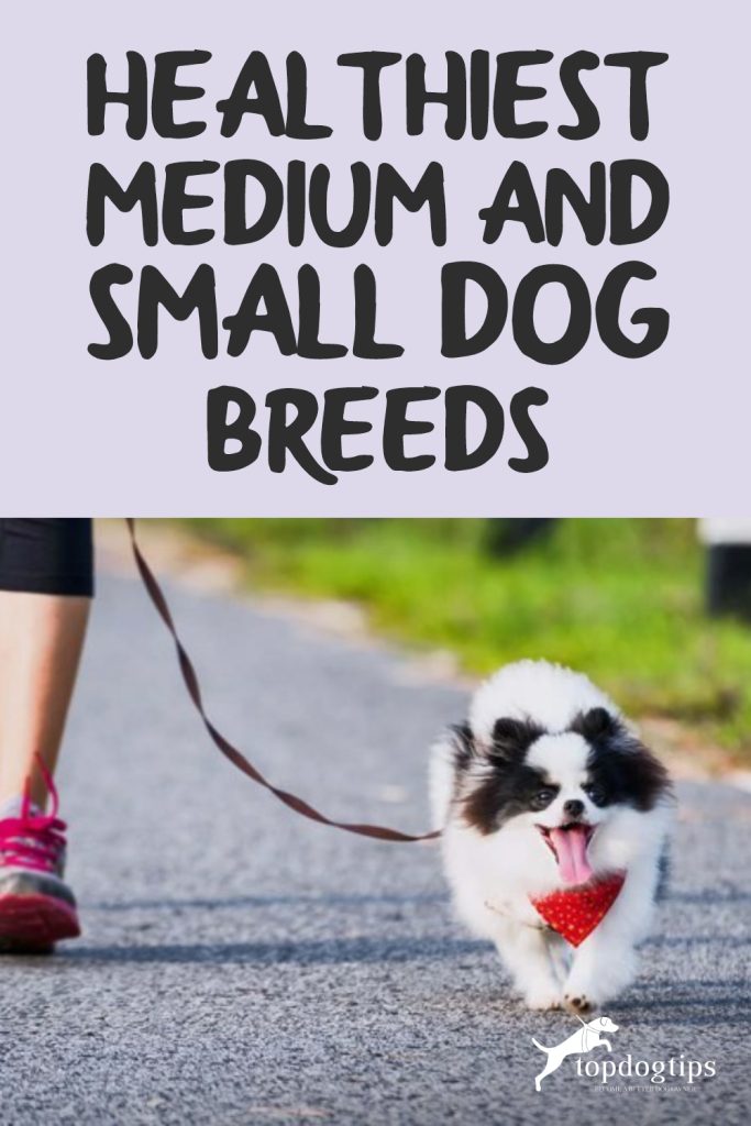 Healthiest Medium and Small Dog Breeds