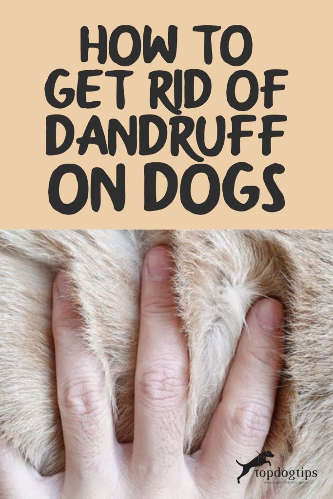 Dandruff On Dogs