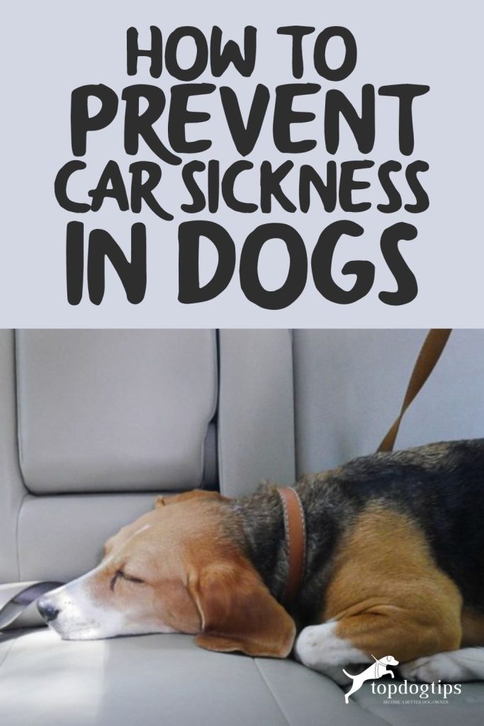 Car Sickness in Dogs